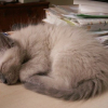 Photo de Pastis