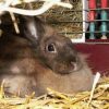 Photo de Noisette