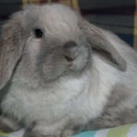 Photo de profil de Saé