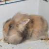 Photo de Choco