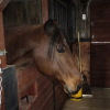 Photo de Chanda starlight