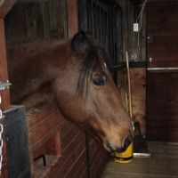 Photo de profil de Chanda starlight