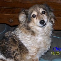 Photo de profil de Chipie