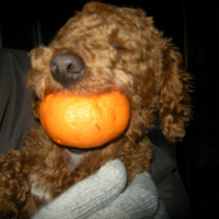 Photo de profil de Ponko