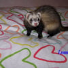 Photo de Louna