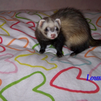 Photo de profil de Louna
