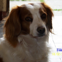 Photo de profil de Tilda
