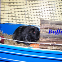 Photo de profil de Buffy