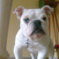 Photo de profil de Croquette