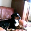 Photo de Lady