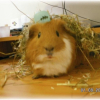 Photo de Caramel