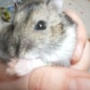 Photo de Cacahuete