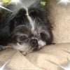 Photo de Trivia, Shih Tzu