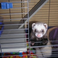 Photo de profil de Spyke