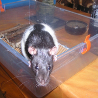 Photo de profil de Cerise