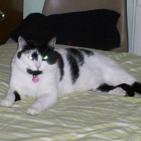 Photo de profil de Simba