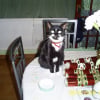 Photo de Sweep, British Shorthair