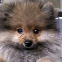 Photo de profil de Filippo von lombrozo