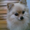 Photo de Shi shi von boy