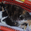 Photo de Caramel
