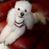 Photo de Gucci