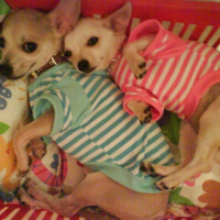 Photo de profil de Charlie luna