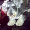 Photo de Rex, Schnauzer