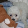 Photo de Vanille, Bichon Maltais