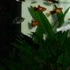 Photo de Des poissons 
