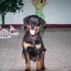Photo de Boeing, Rottweiler
