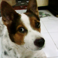 Photo de profil de Maria margaretha mopi suginawati