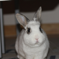 Photo de profil de Noupy