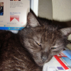 Photo de Pupuce