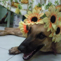 Photo de profil de Saicy gurl