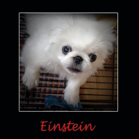 Photo de profil de Einstein