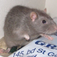 Photo de profil de Bambou