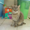 Photo de Tigris