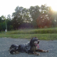 Photo de profil de Maxwell