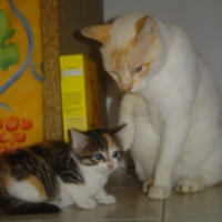 Photo de profil de Mozart