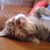 Photo de Princesse