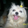 Photo de Tiny