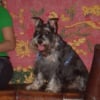 Photo de Santi, Schnauzer