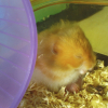 Photo de Xiao huang, Hamster