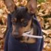 Photo de Hoku
