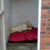 Photo de Dutchess of kent
