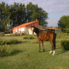 Photo de Romulus de joux