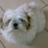 Photo de Bimbo