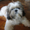Photo de Benji