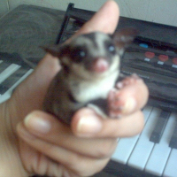 Photo de profil de Betty the sugar glider