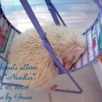 Photo de profil de Needles the hedgehog